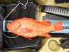 21.75 red thumb