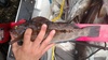 14 inch greenling thumb