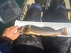 14.5 greenling thumb