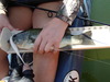 Port of sac 9 13 16 emma too 012 thumb