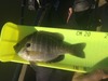 Bluegill cfw 9 17 16 thumb