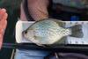 Aotycrappie11.25 thumb