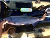 31inch13lbchn thumb