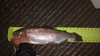 Img 20161030 182443351 1  thumb