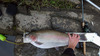 Trout7 thumb