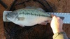 Spottedbass thumb