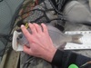 Aotyperch thumb