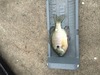 Image2 thumb