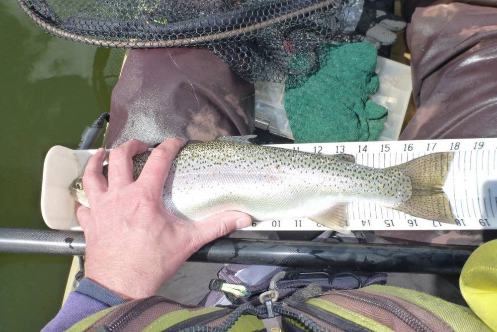 Aotytrout18b
