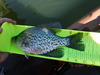 Clearlake 2 april 17  9.75 inch crappy  thumb