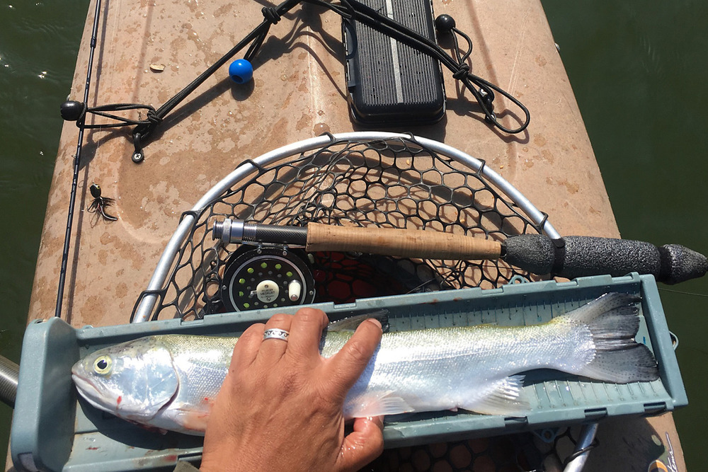 Berry19.25 rainbow trout