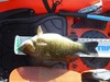 17.5sm thumb