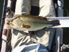 Bass1 thumb