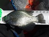 12 25crappie thumb