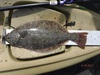 Halibut thumb