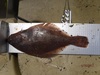 Sandsole thumb