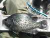 12 5crappie thumb