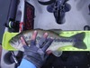 Lmb thumb