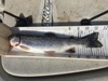 Aoty trout blue lakes 050717 thumb