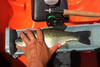 13.75 lmb port 2017 thumb
