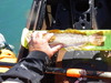 15.5 inch greenling thumb