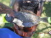29.75 inch cali hali thumb