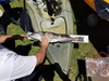 Lingcod thumb