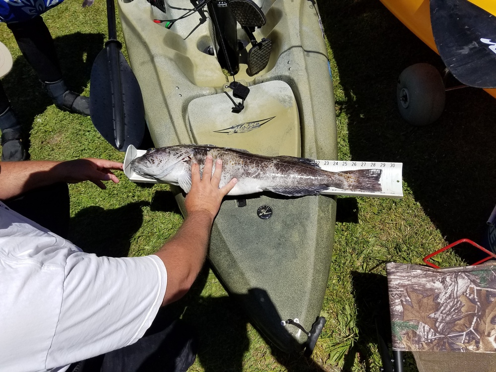 Lingcod