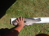 Rock fish  thumb