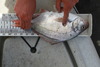 Red tail perch  thumb
