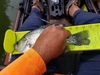 12.75 inch crappie 29 may 17 thumb