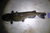 Aoty catfish 3 thumb