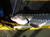 Fish pics 029 thumb