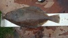 Sole thumb