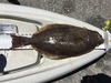 Aoty halibut4 thumb
