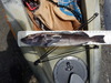 Dscn0201 thumb