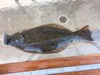 Halibut thumb