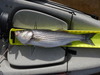 Striper  20... thumb