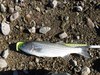 2017striper1 thumb