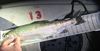 Midwestttrout thumb