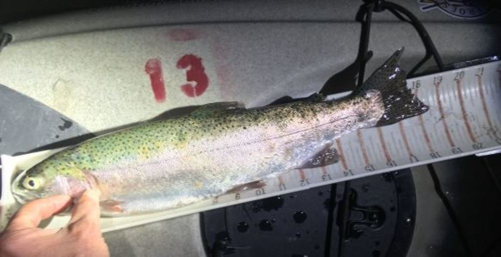 Midwestttrout