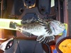 20.5 inch cabby 1  thumb