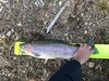 Rainbowtrout1aoty thumb