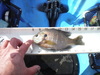 Jacksbluegill thumb