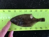 Fullsizeoutput 15fd thumb
