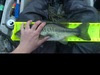 Aoty lmb 17 thumb