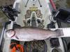 Chabot trout 6 thumb