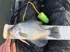 2018aotycrappie thumb