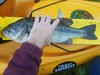 20180305 171038 001 thumb