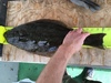 Fullsizeoutput 1666 thumb